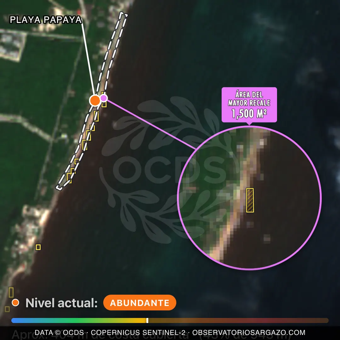 Immagine satellitare del sargasso sulla spiaggia Playa Papaya, Tulum — sargasso abbondante, 12 ottobre 2026