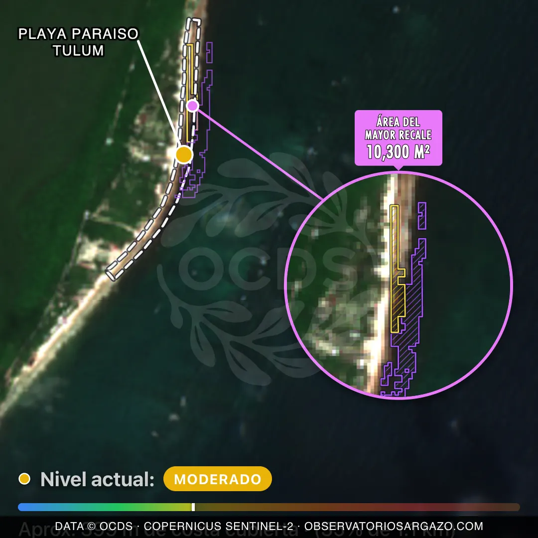Immagine satellitare del sargasso sulla spiaggia Playa Paraiso Tulum, Tulum — sargasso moderato, 12 ottobre 2026