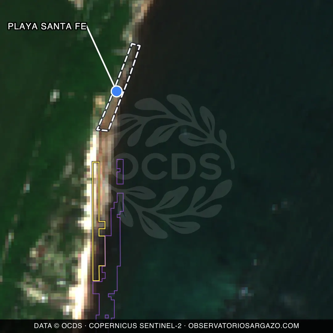 Image satellite des sargasses sur la plage Playa Santa Fe, Tulum — sans sargasses, 12 octobre 2026