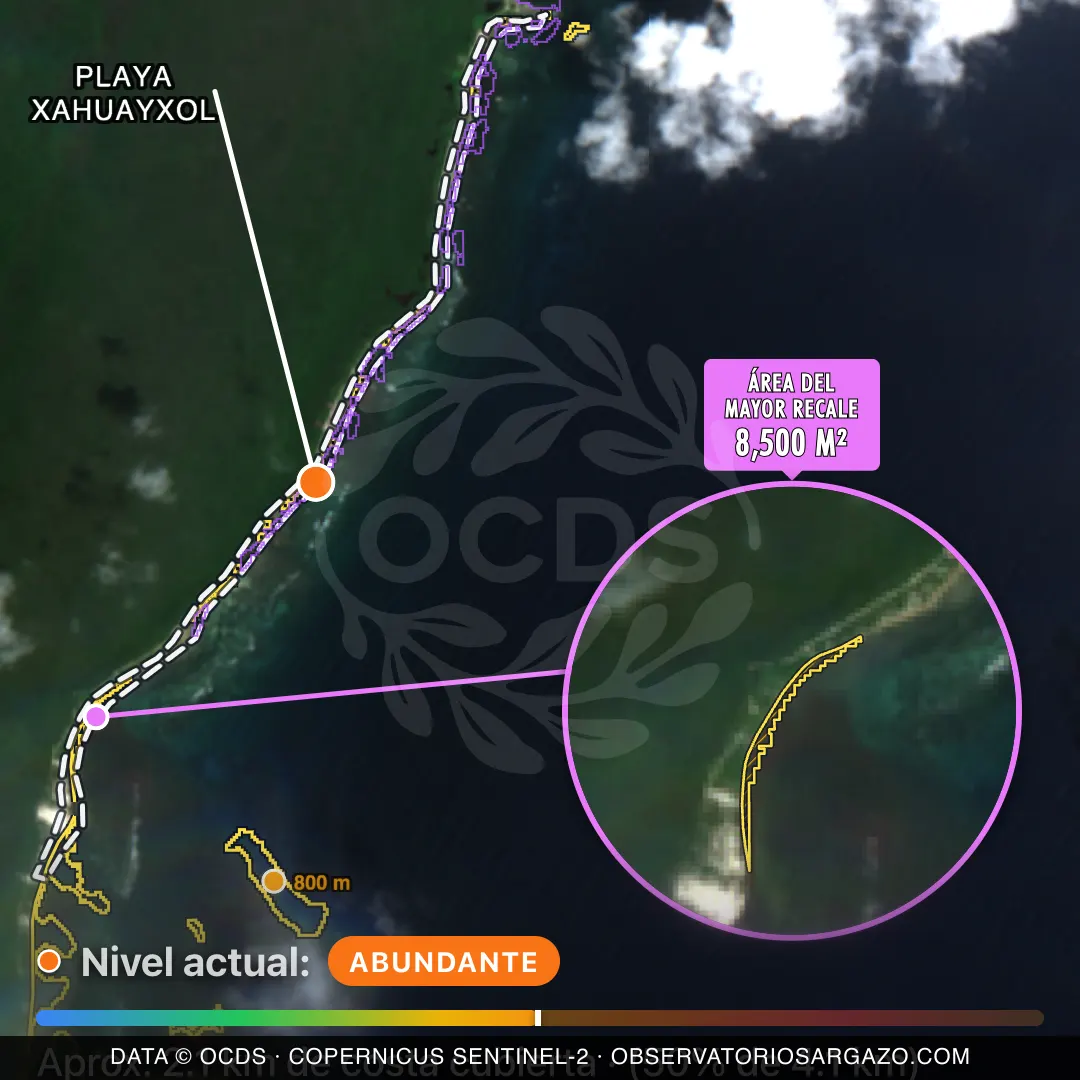 Image satellite des sargasses sur la plage Playa Xahuayxol, Xcalak — marée brune, 12 octobre 2026