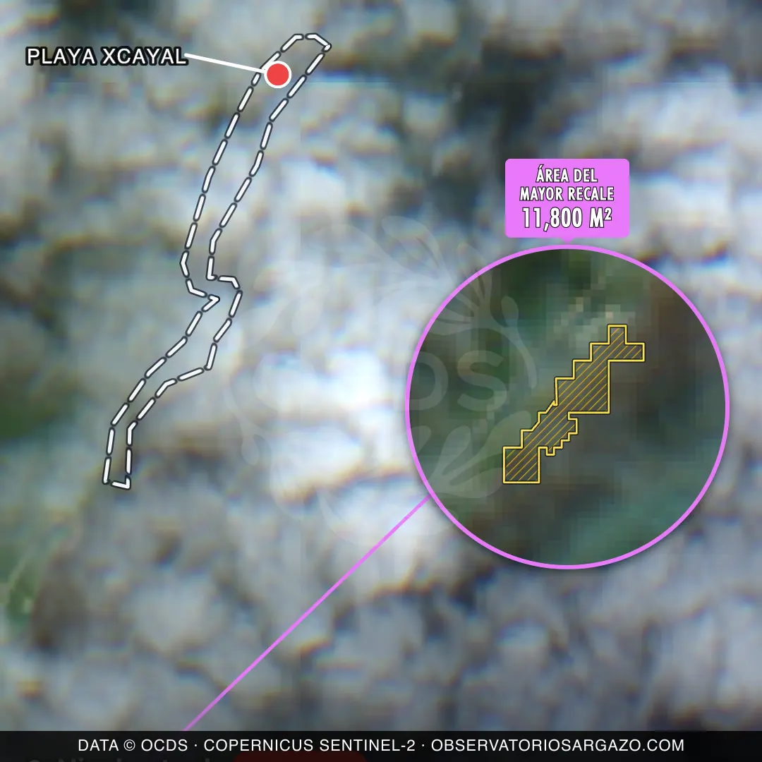 Immagine satellitare del sargasso sulla spiaggia Playa Xcayal, Xcalak — sargasso eccessivo, 12 ottobre 2026
