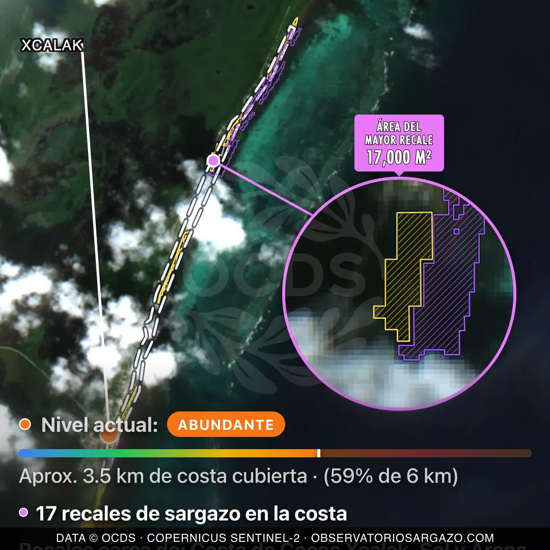 Image satellite des sargasses sur la plage Xcalak, Xcalak — sargasses abondantes, 12 octobre 2026