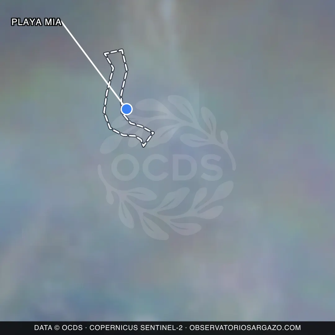 Imagem de satélite do sargaço na praia Playa Mia, Isla Mujeres — inobservável, 17 de outubro de 2026
