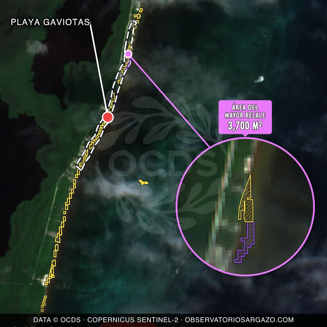 Satellite image of sargassum at Playa Gaviotas beach, Costa Maya — critical sargassum, October 22, 2026