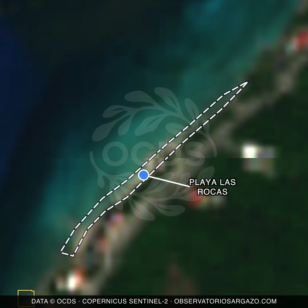 Satellite image of sargassum at Playa Las Rocas beach, Cozumel — clear, October 22, 2026