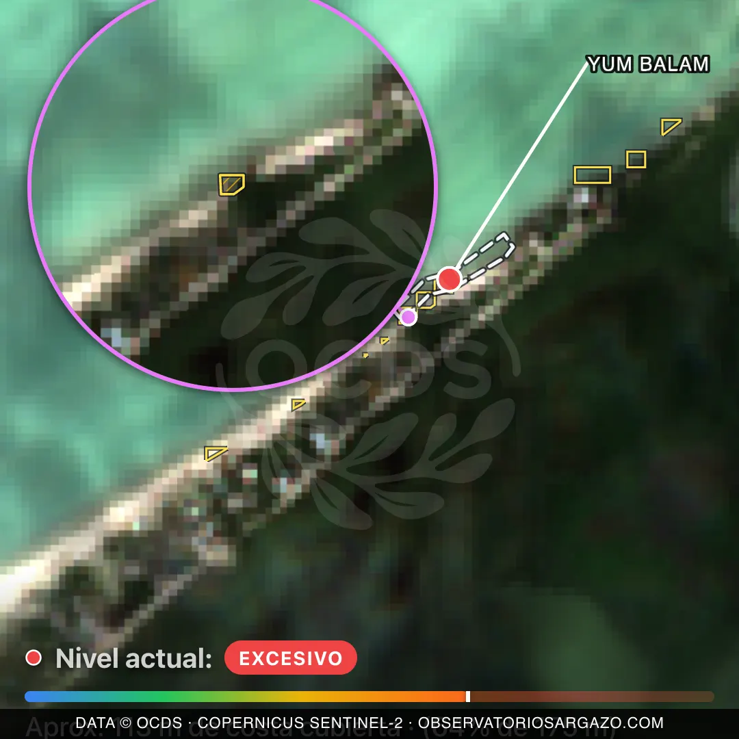 Satellite image of sargassum at Yum Balam beach, Holbox — critical sargassum, October 22, 2026