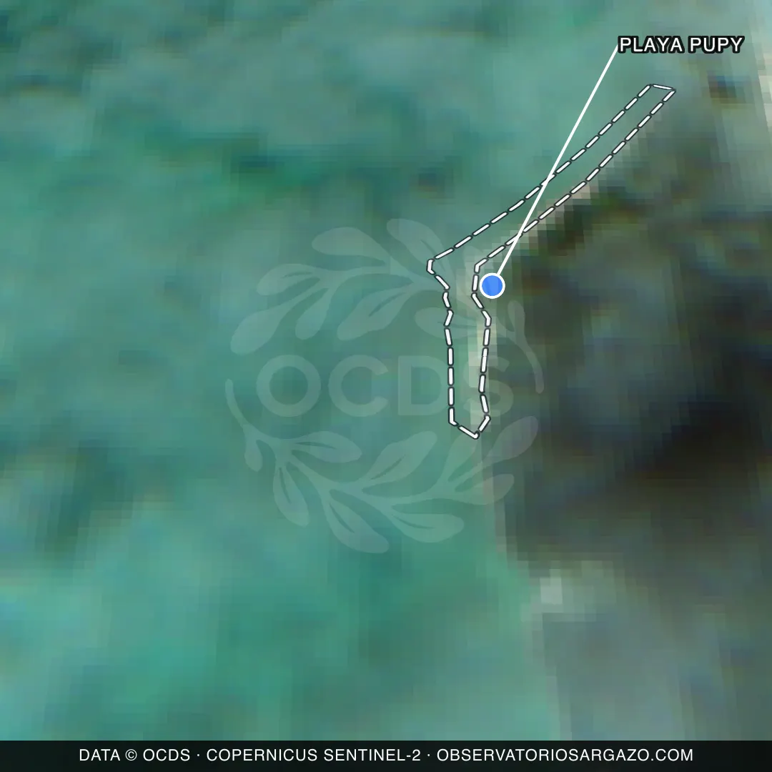 Satellite image of sargassum at Playa Pupy beach, Isla Contoy — clear, October 22, 2026
