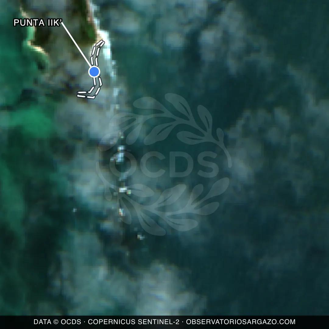Imagem de satélite do sargaço na praia Punta Iikʼ, Isla Contoy — sem sargaço, 22 de outubro de 2026