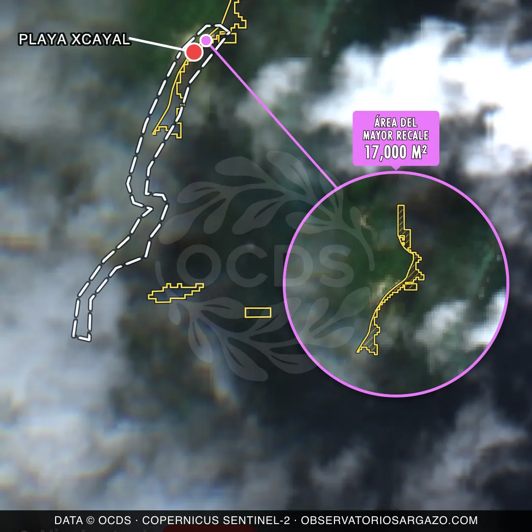 Satellite image of sargassum at Playa Xcayal beach, Xcalak — critical sargassum, October 22, 2026