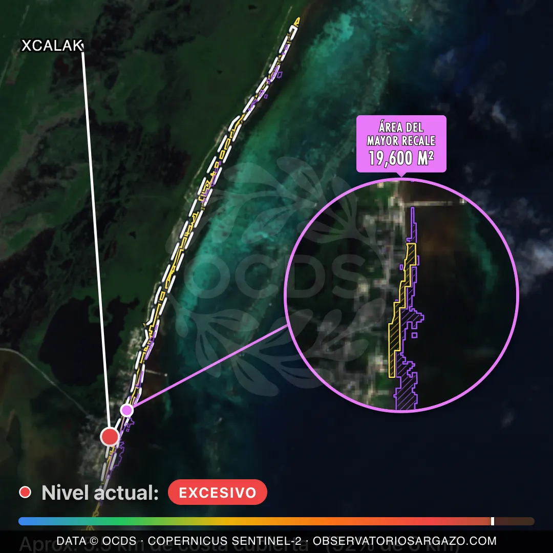 Satellite image of sargassum at Xcalak beach, Xcalak — critical sargassum, October 22, 2026