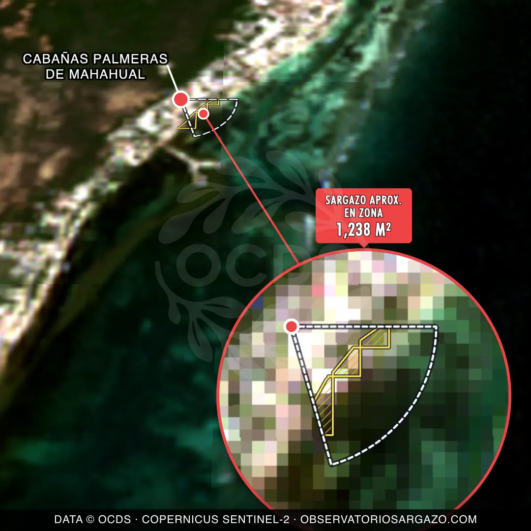 Estado del sargazo — Cabañas Palmeras de Mahahual