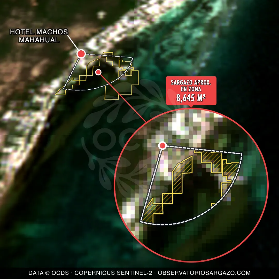 Estado del sargazo — HOTEL MACHOS MAHAHUAL