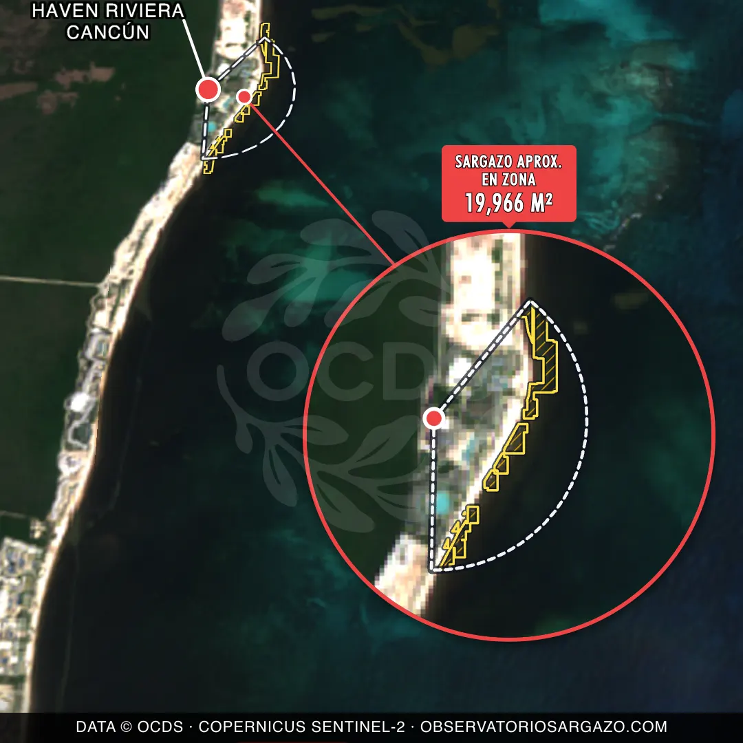 Estado del sargazo — Haven Riviera Cancún