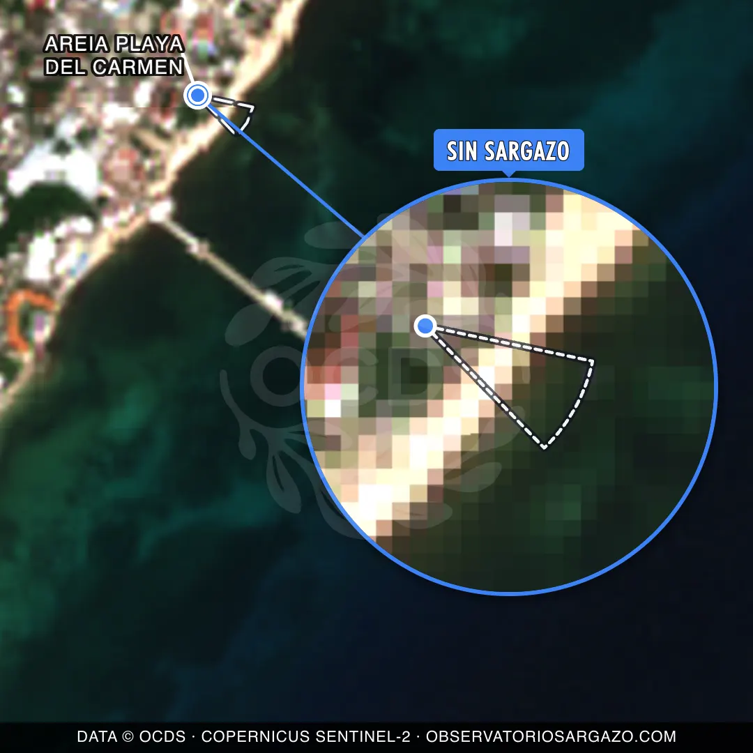 État des sargasses — Areia Playa del Carmen