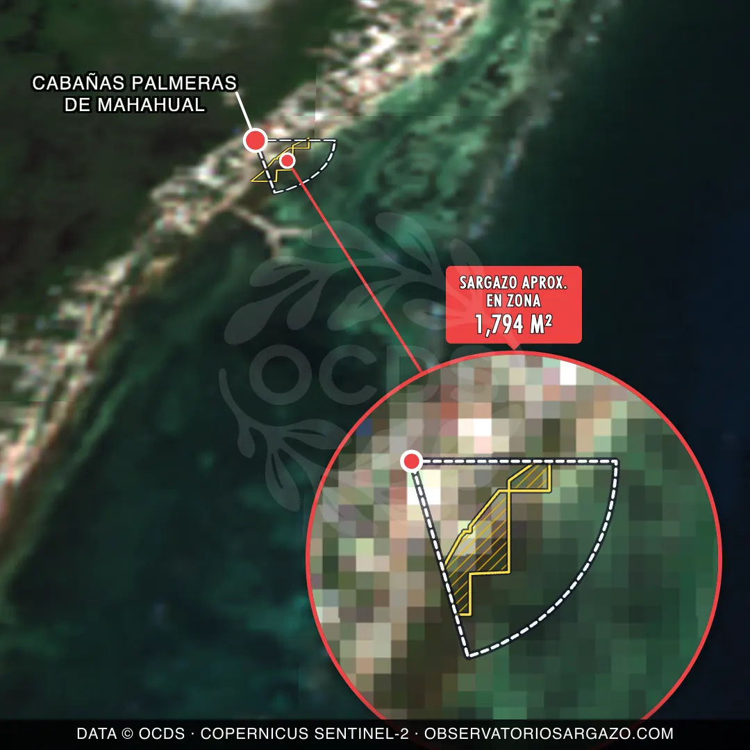 Stato del sargasso — Cabañas Palmeras de Mahahual