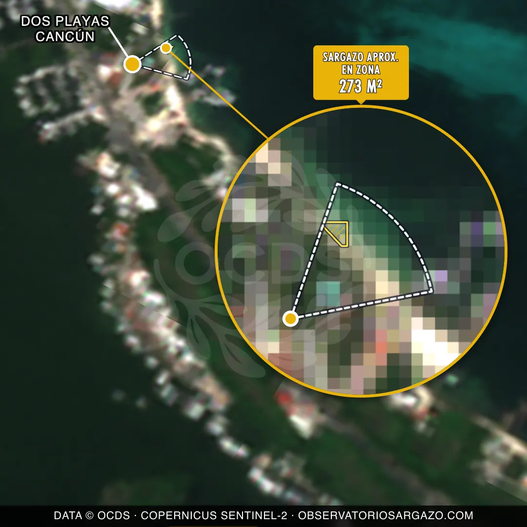 État des sargasses — Dos Playas Cancún