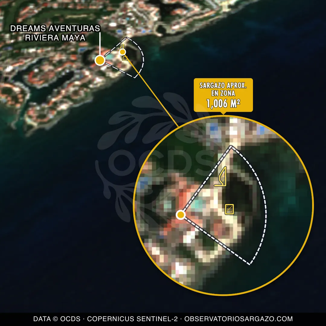 Stato del sargasso — Dreams Aventuras Riviera Maya