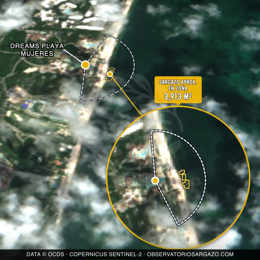 Stato del sargasso — Dreams Playa Mujeres