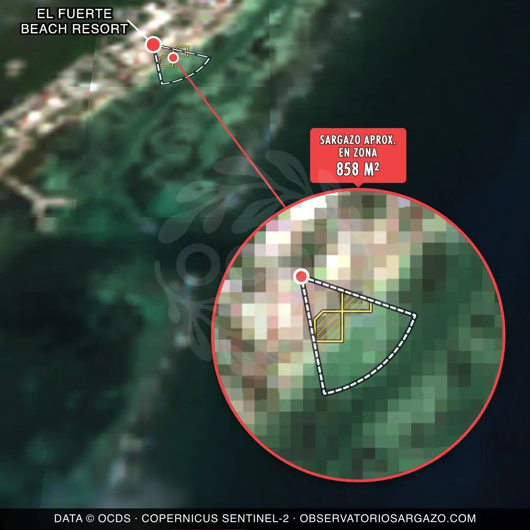 Stato del sargasso — El Fuerte Beach Resort