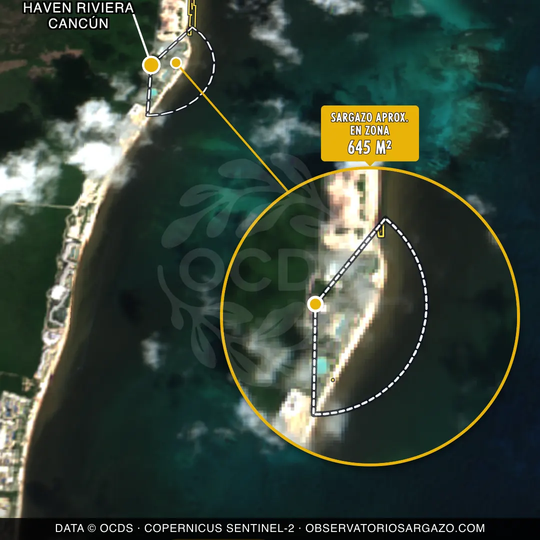 État des sargasses — Haven Riviera Cancún