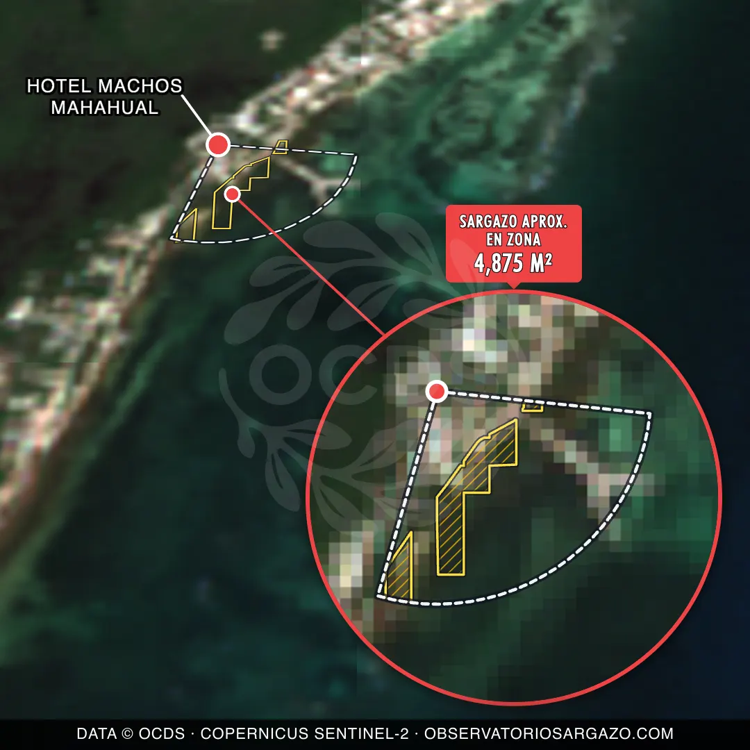 État des sargasses — HOTEL MACHOS MAHAHUAL