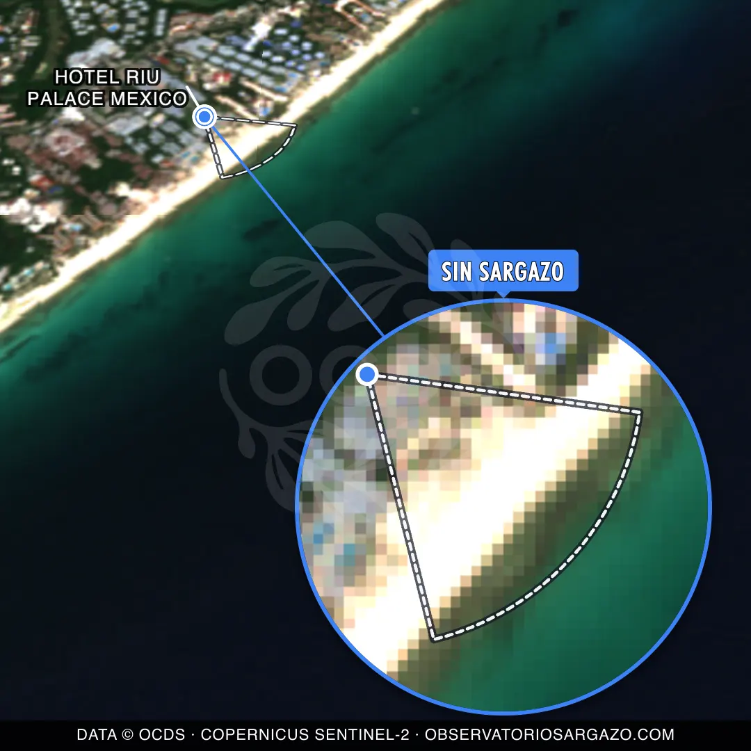 Stato del sargasso — Hotel Riu Palace Mexico