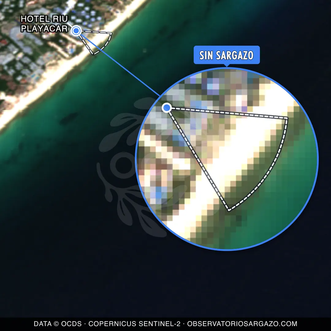 Stato del sargasso — Hotel Riu Playacar