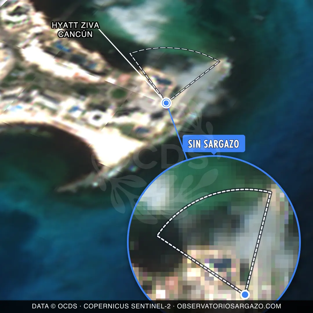 Sargassum status — Hyatt Ziva Cancún