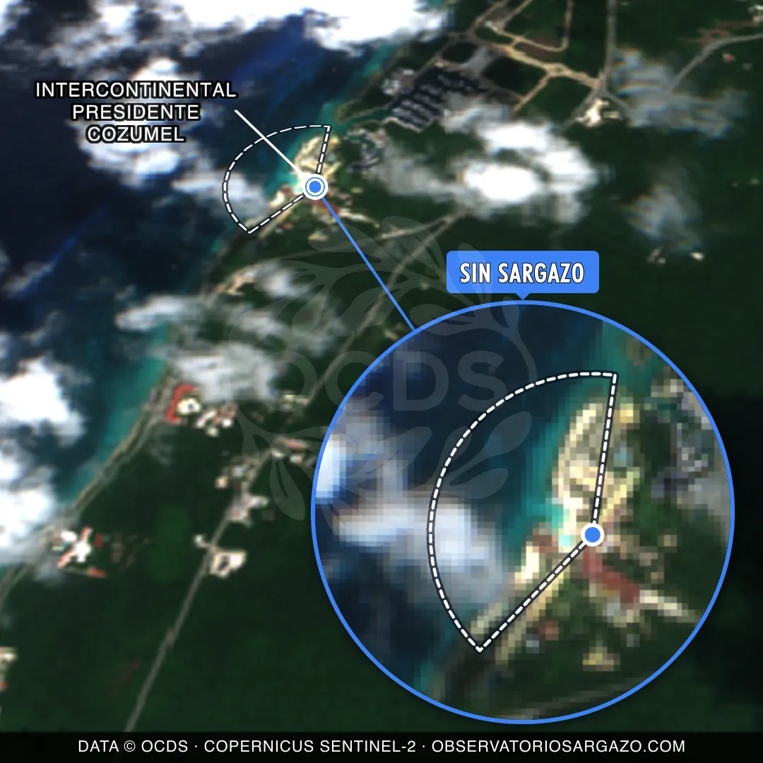 Stato del sargasso — InterContinental Presidente Cozumel