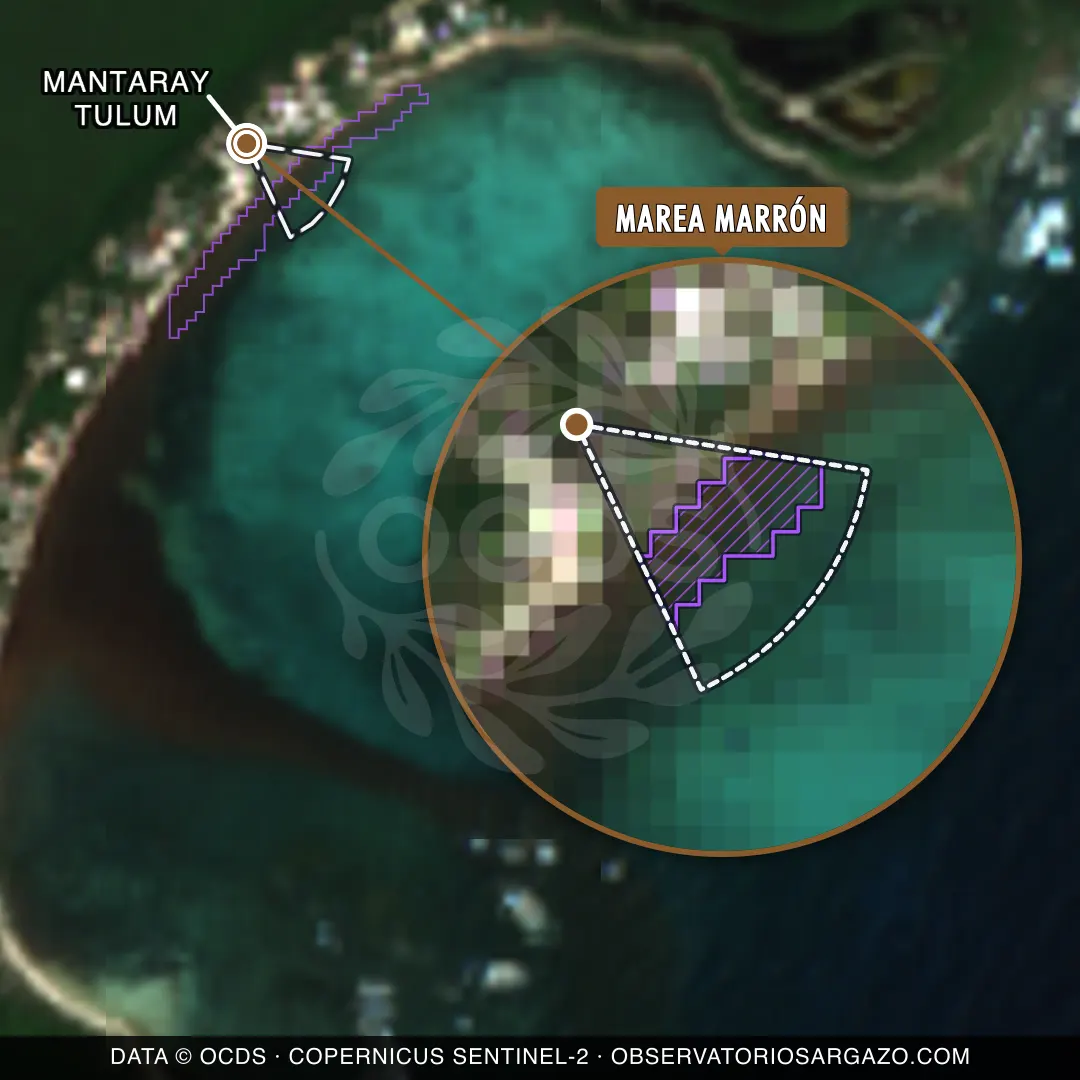 Stato del sargasso — Mantaray Tulum