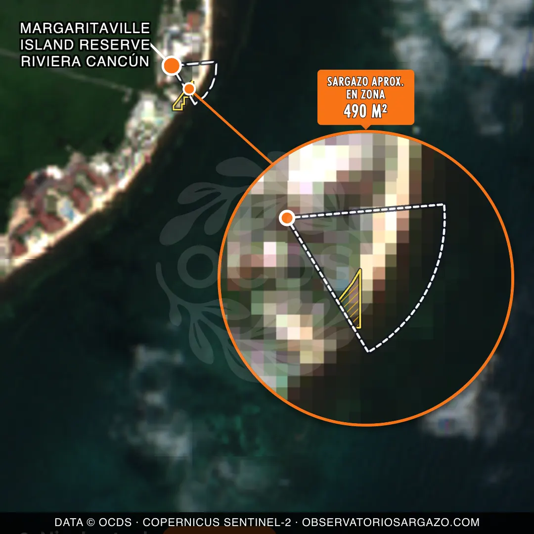 État des sargasses — Margaritaville Island Reserve Riviera Cancún