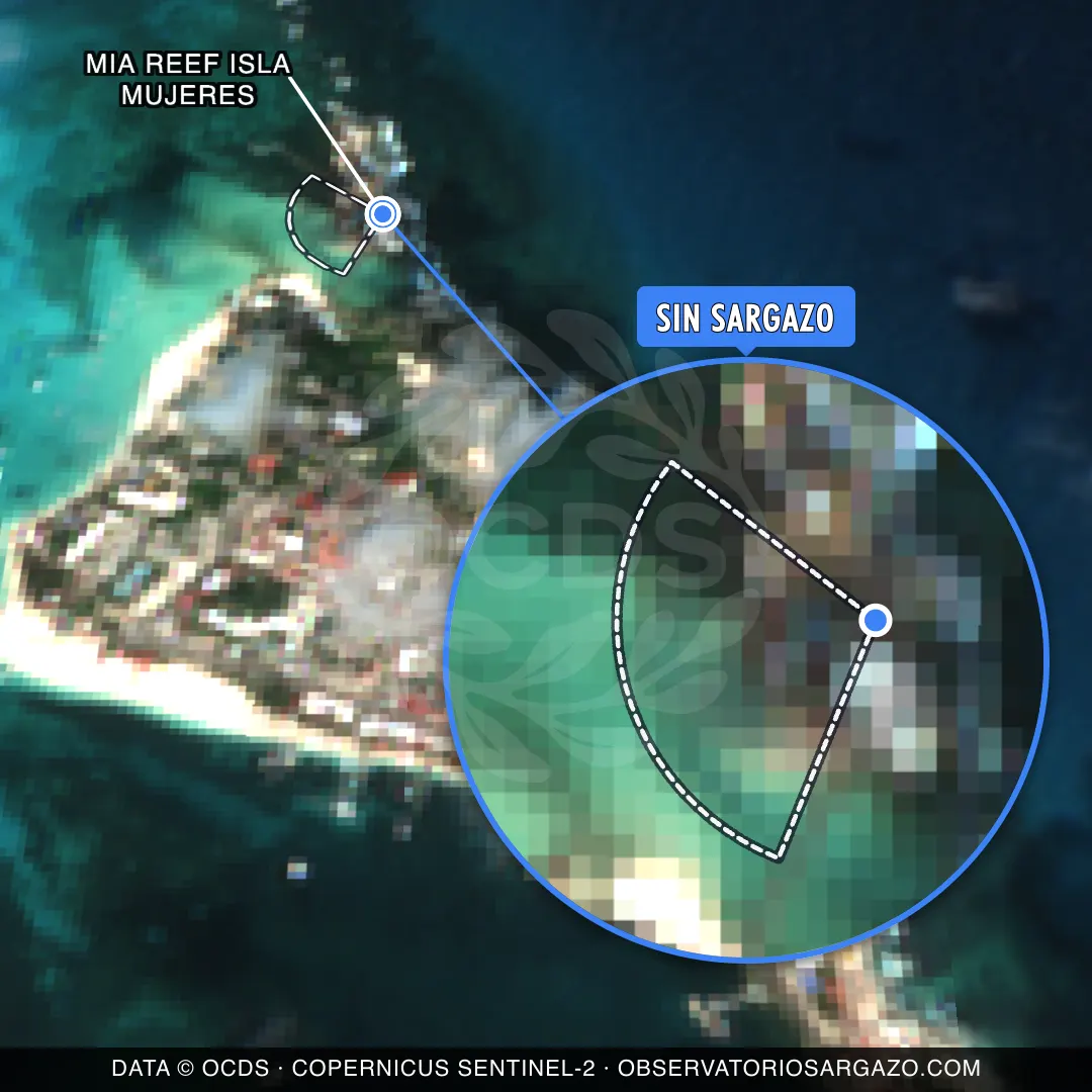 Stato del sargasso — Mia Reef Isla Mujeres