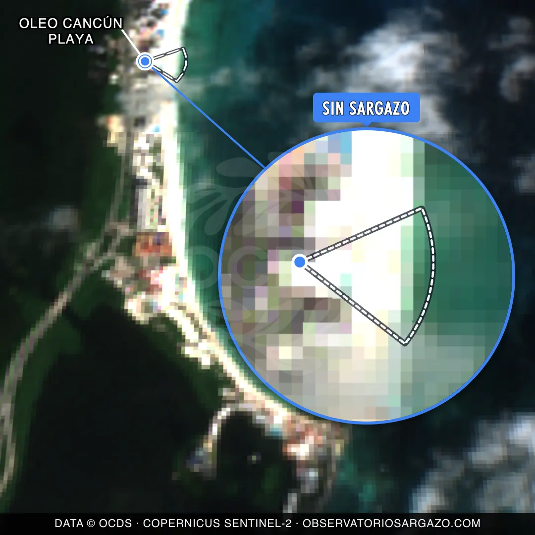 Stato del sargasso — Oleo Cancún Playa