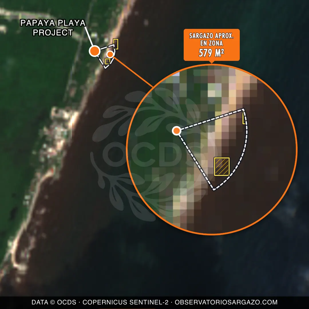 État des sargasses — Papaya Playa Project