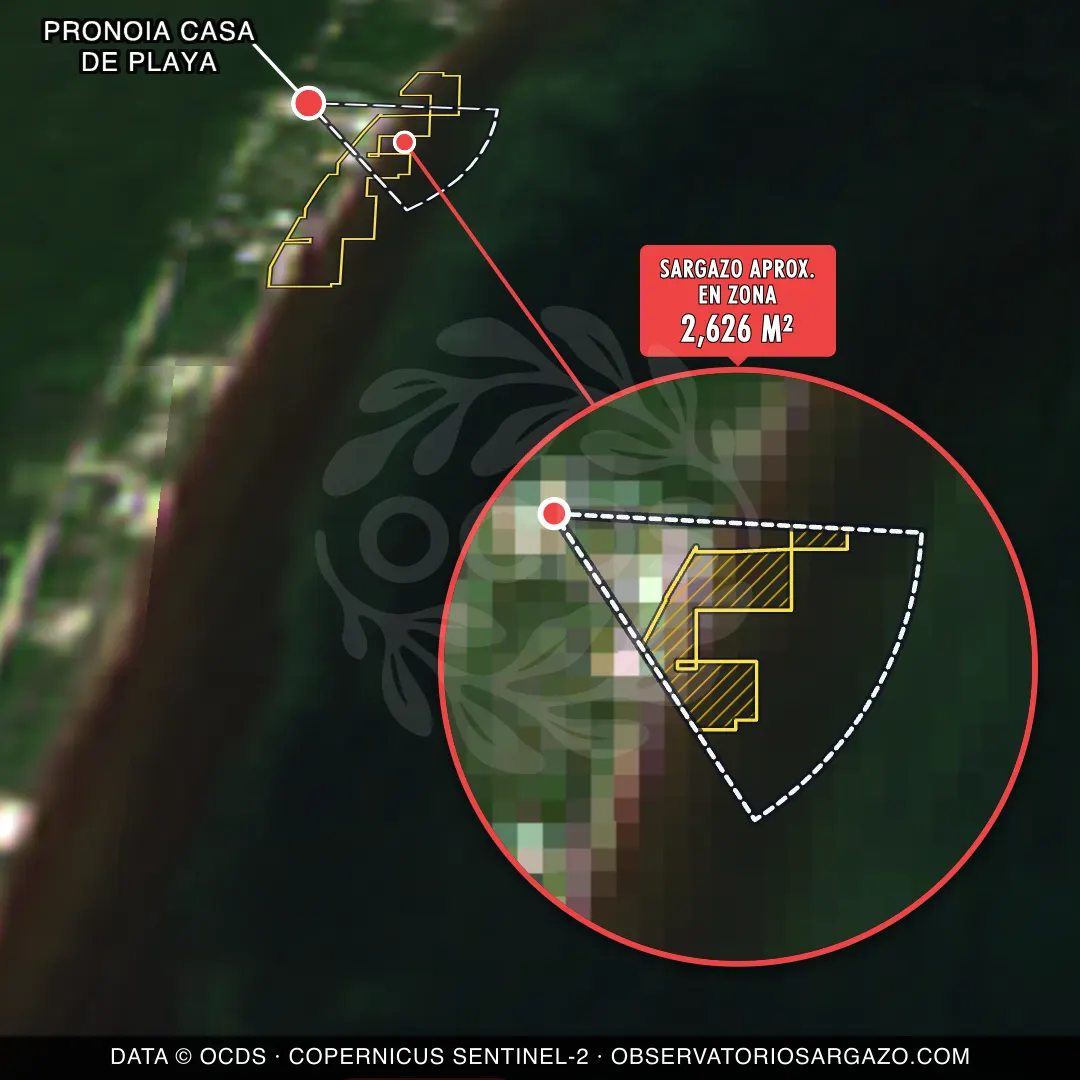 État des sargasses — Pronoia Casa de Playa