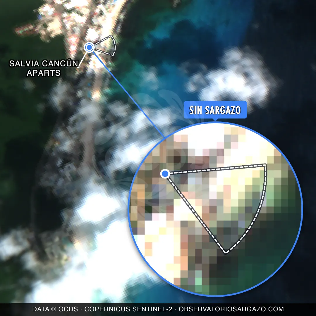 Stato del sargasso — Salvia Cancún Aparts