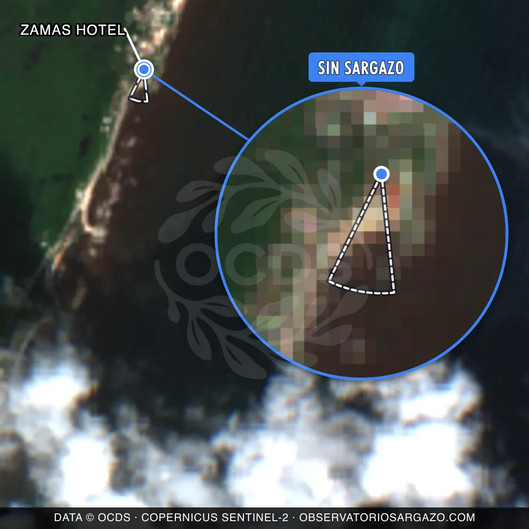 État des sargasses — Zamas Hotel