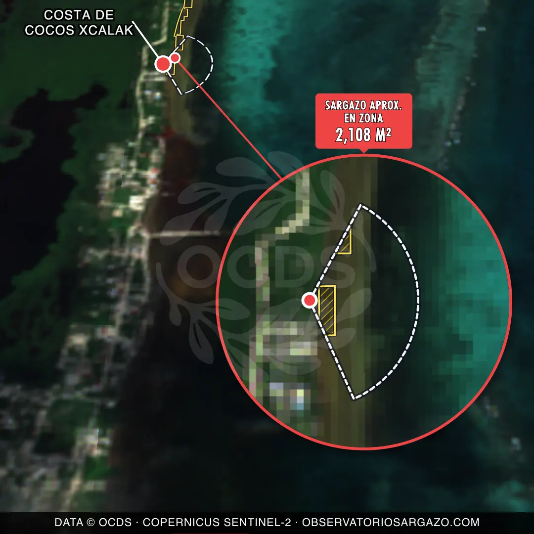 Sargassum status — Costa de Cocos Xcalak