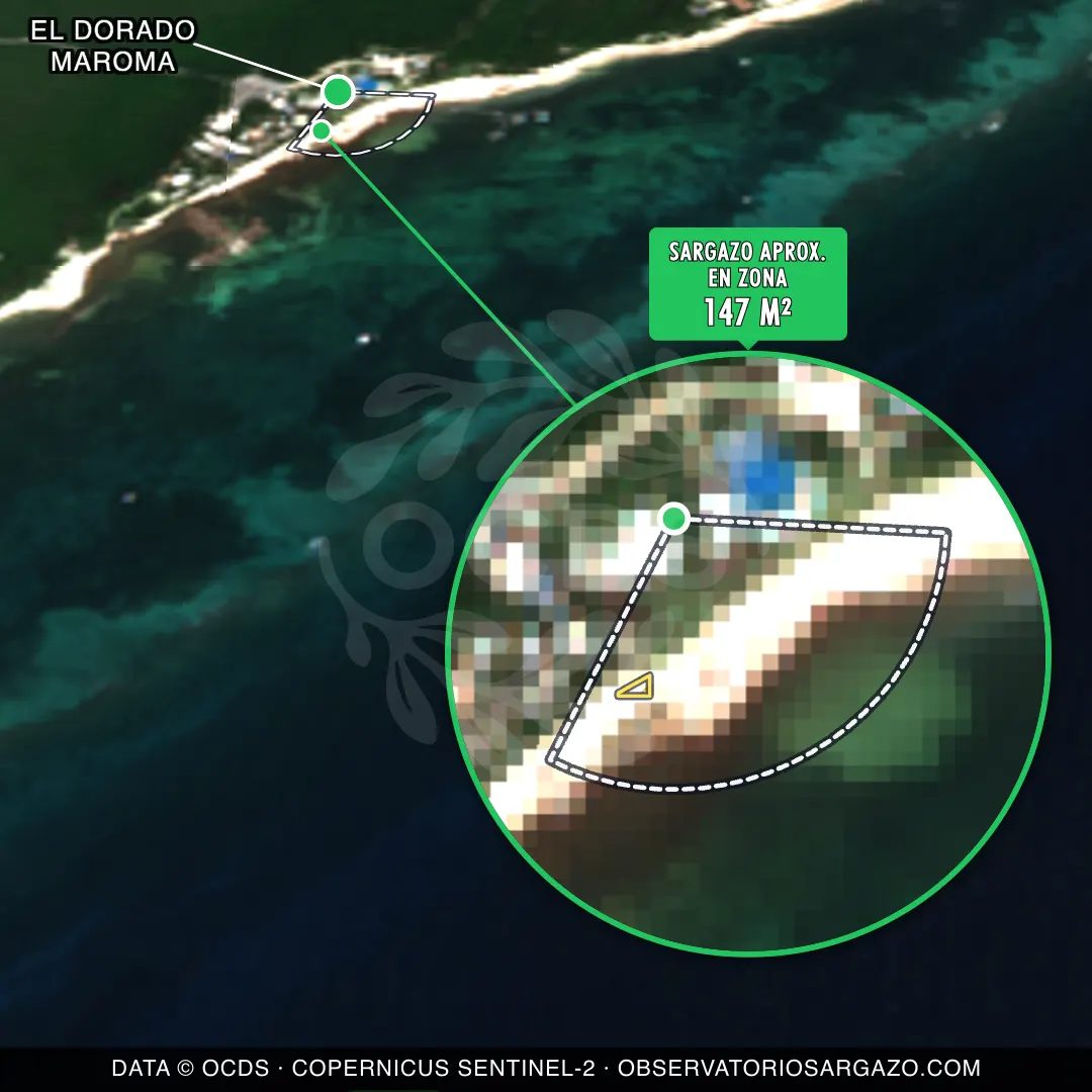 Sargassum status — El Dorado Maroma