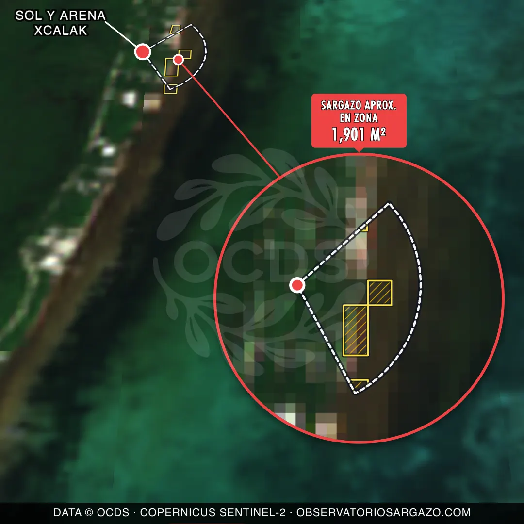 Sargassum status — Sol y Arena Xcalak