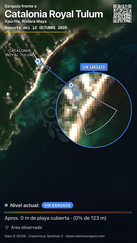 Estado del sargazo en Catalonia Royal Tulum, Puerto Aventuras (playa Xpu Ha) — sin sargazo, 12 de octubre de 2026