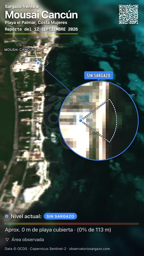 Estado del sargazo en Mousai Cancún, Isla Mujeres (playa Playa El Palmar) — sin sargazo, 12 de septiembre de 2026